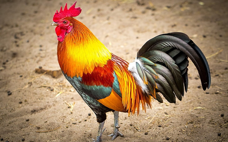ہریانہ: پنچکولہ کے 2 پولٹری فارموں میں برڈ فلو کی تصدیق ، ڈیڑھ لاکھ مرغیوں کو ختم کرنے کا حکم