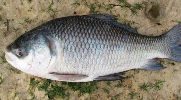 فروزن مچھلی اور مچھلی کی مصنوعات کا  فروغ