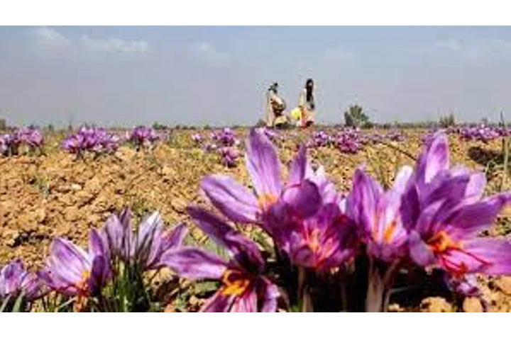 جموں و کشمیر: کشمیر کے زعفران کاشتکار ٹیکنالوجی کی توسیع سے فائدہ اٹھا رہے ہیں: تومر