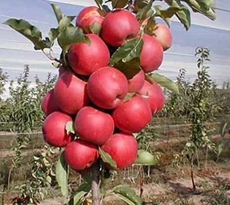 سرخ لذیذ کشمیری سیب: کیوں ہیں بہت خاص؟ کون کون سی ہیں قسمیں؟