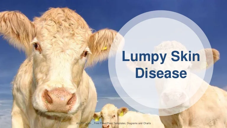 مویشیوں میں جلد کی گانٹھ کی بیماری انسانوں میں منتقل نہیں ہوتی: ماہرین