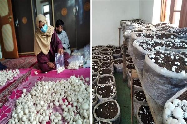 مشروم کی کاشت جموں و کشمیر میں نئی نقد فصل کے طور پر ابھر  رہی ہے