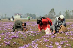 جدید سہولیات سے جموں و کشمیر میں زعفران کی کاشت کو فروغ