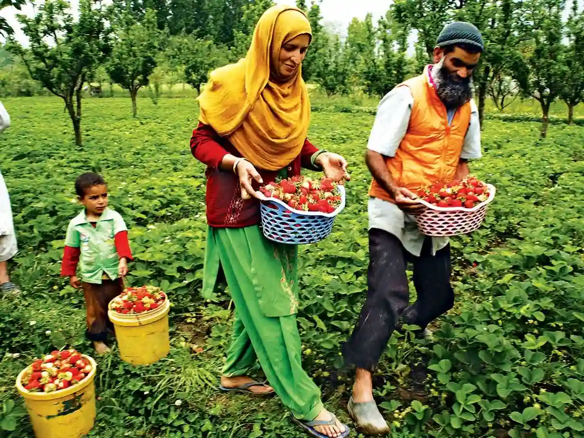 پرامن جموں کشمیر میں زراعت، سرحدی سیاحت میں اضافہ ہوا ہے: ذرائع