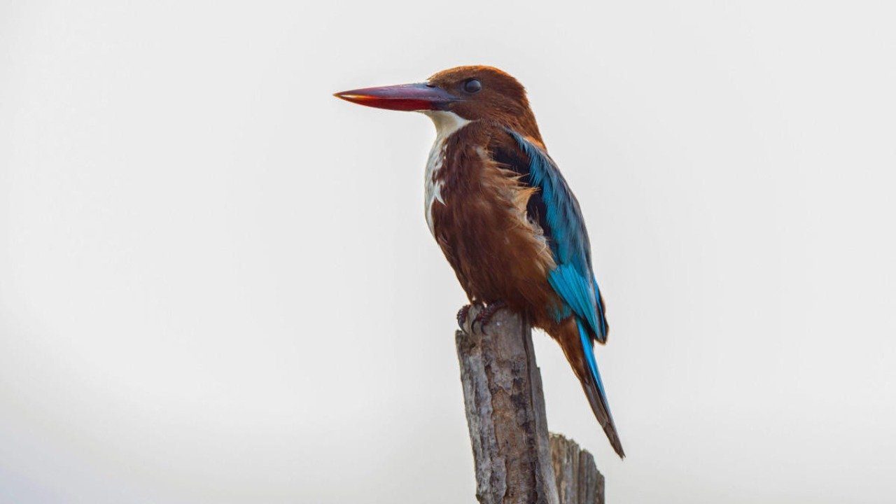 ہجرت کرنے والے پرندے اس موسم میں کشمیر میں ’امن کا پیغام‘ لے کر آئے