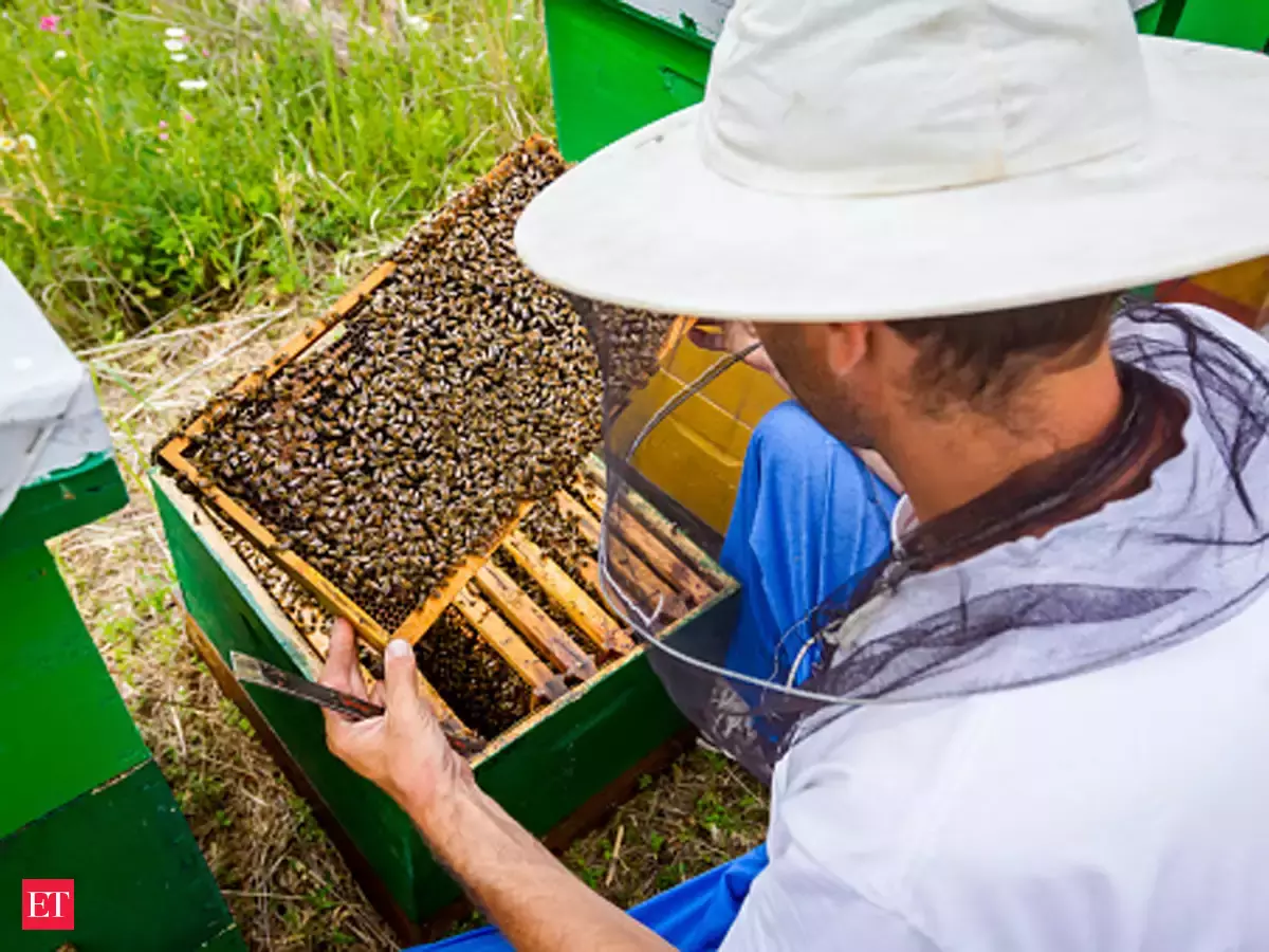 شہد کی مکھیوں کی کاشت سے جموں و کشمیر کا زراعت کا شعبہ رونق افروز