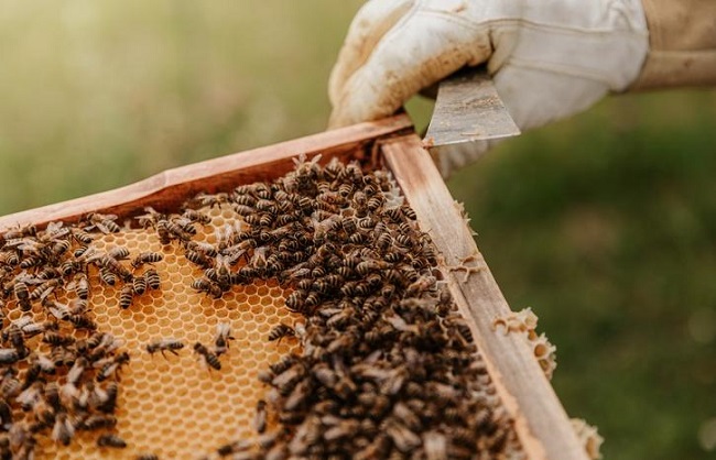 امریکہ میں شہد کی مکھیوں کو بیماری سے بچانے کے لیے ویکسین تیار