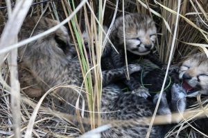 کونو نیشنل پارک میں نامیبیا سے لائی گئی مادہ چیتا نے چار بچوں کو دیا جنم