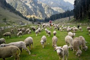 جموں و کشمیر حکومت نے مویشیوں کے شعبے کو فروغ دینےکے لیے 129.05 کروڑ روپے کا اعلان کیا