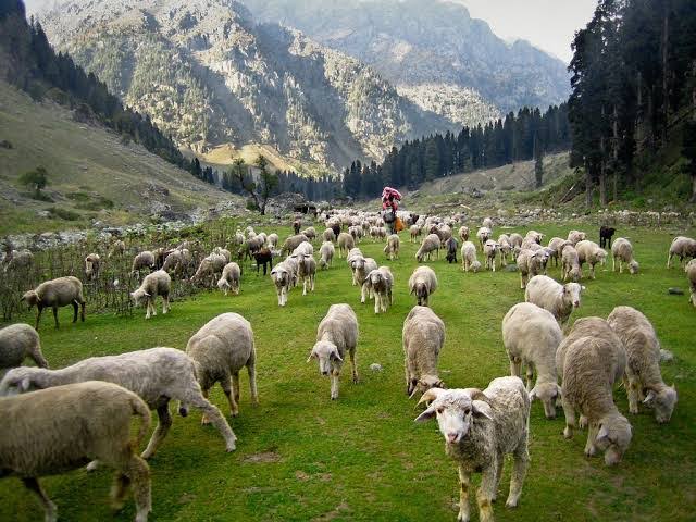 جموں و کشمیر حکومت نے مویشیوں کے شعبے کو فروغ دینےکے لیے 129.05 کروڑ روپے کا اعلان کیا