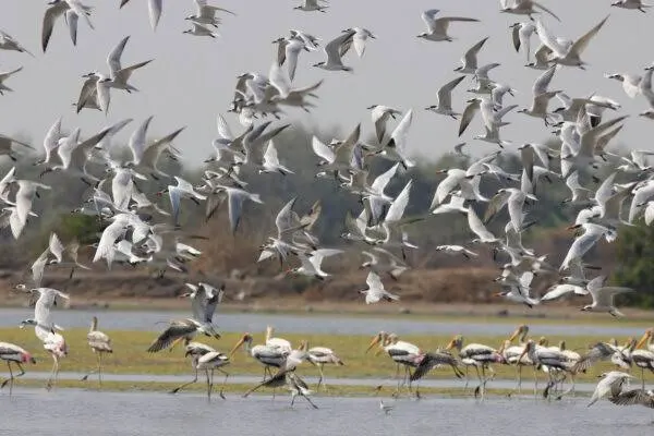 مشہور وولر جھیل میں پچاس ہزار سے زیادہ مہمان پرندوں کی آمد
