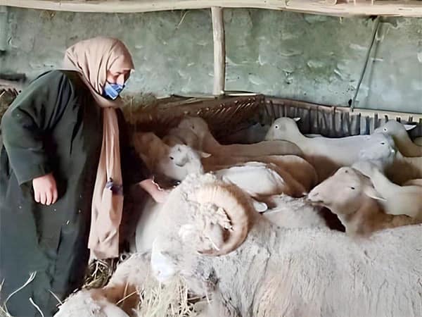 شمالی کشمیر کی خاتون کسان بھیڑوں کی کھیتی میں سب سے آگے ہیں