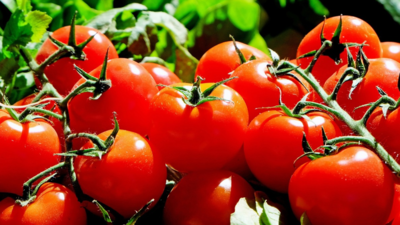 ٹماٹر نے کچن کا بجٹ کیا خراب، خودرہ قیمت 120-160 روپے فی کلو