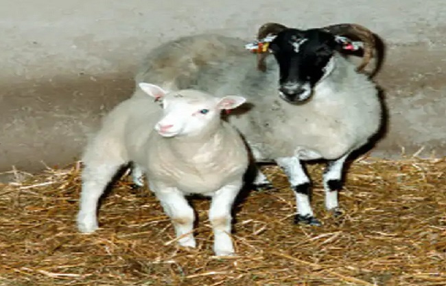 لیب میں پیدا ہوئی دنیا کی پہلی بھیڑ ’ڈولی‘، آئیے جانتے ہیں تفصیلات