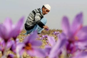 زعفران کی آسمان چھوتی قیمت کشمیر کے کسانوں کے چہروں پر لے آئی مسکراہٹ