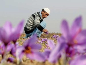 زعفران کی آسمان چھوتی قیمت کشمیر کے کسانوں کے چہروں پر لے آئی مسکراہٹ