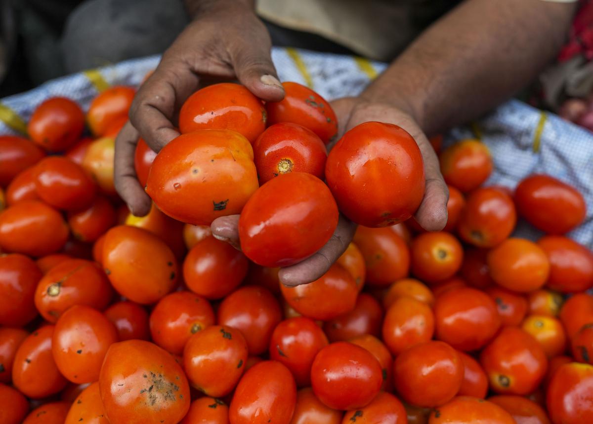 ٹماٹر کی قیمت میں زبردست اضافہ،لوگوں کی جیب پر کیسے پڑ رہا ہے اثر؟